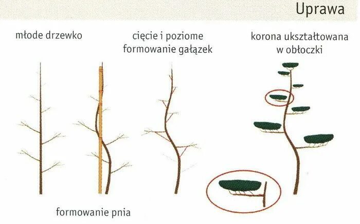 Ниваки из сосны обыкновенной своими руками схема Pin on Флористика