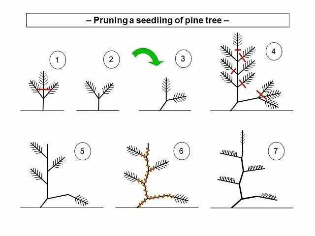 Ниваки из сосны обыкновенной своими руками схема Файл:Pruning a seedling of pine tree.jpg - Википедия