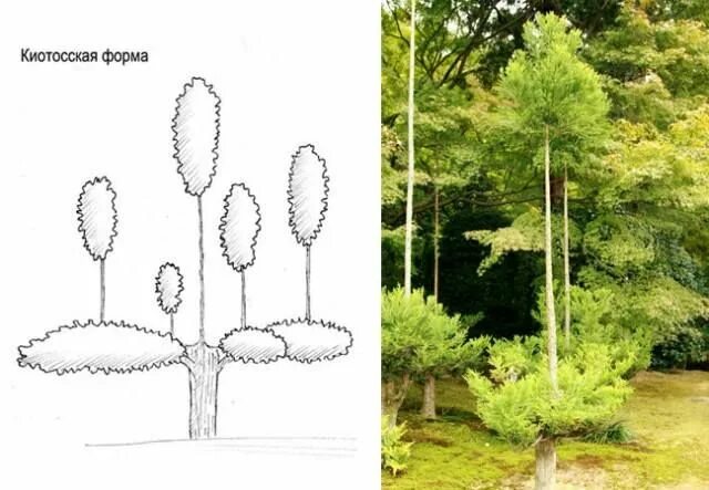 Ниваки из сосны обыкновенной своими руками схема KYOTO SHAPE of niwaki. Ниваки - стили и принципы формирования Бонсай, Садоводств