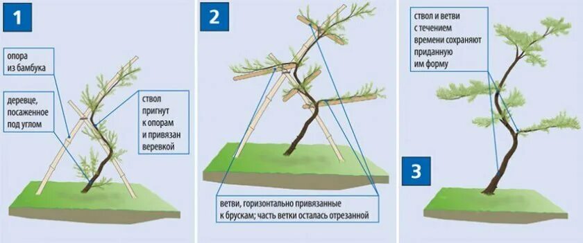 Ниваки из сосны обыкновенной своими руками схема Как сделать сосну ниваки Feel Green Дзен