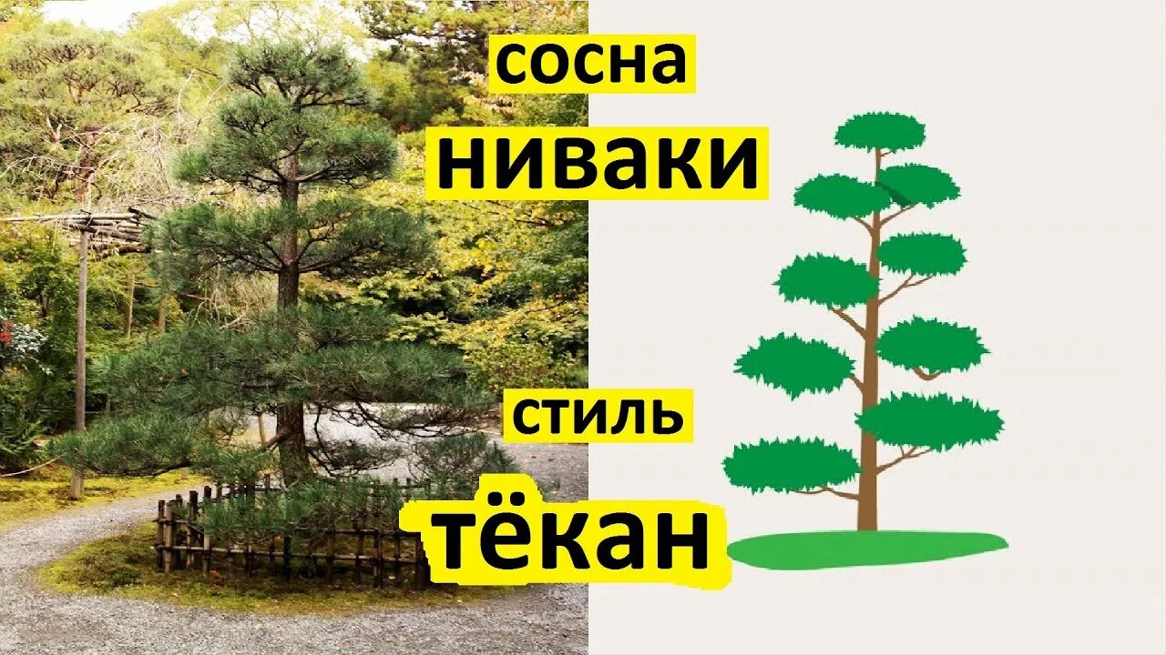 Ниваки из сосны обыкновенной своими руками схема Как сформировать сосну ниваки в стиле тёкан. Сосна ниваки своими руками. - YouTu