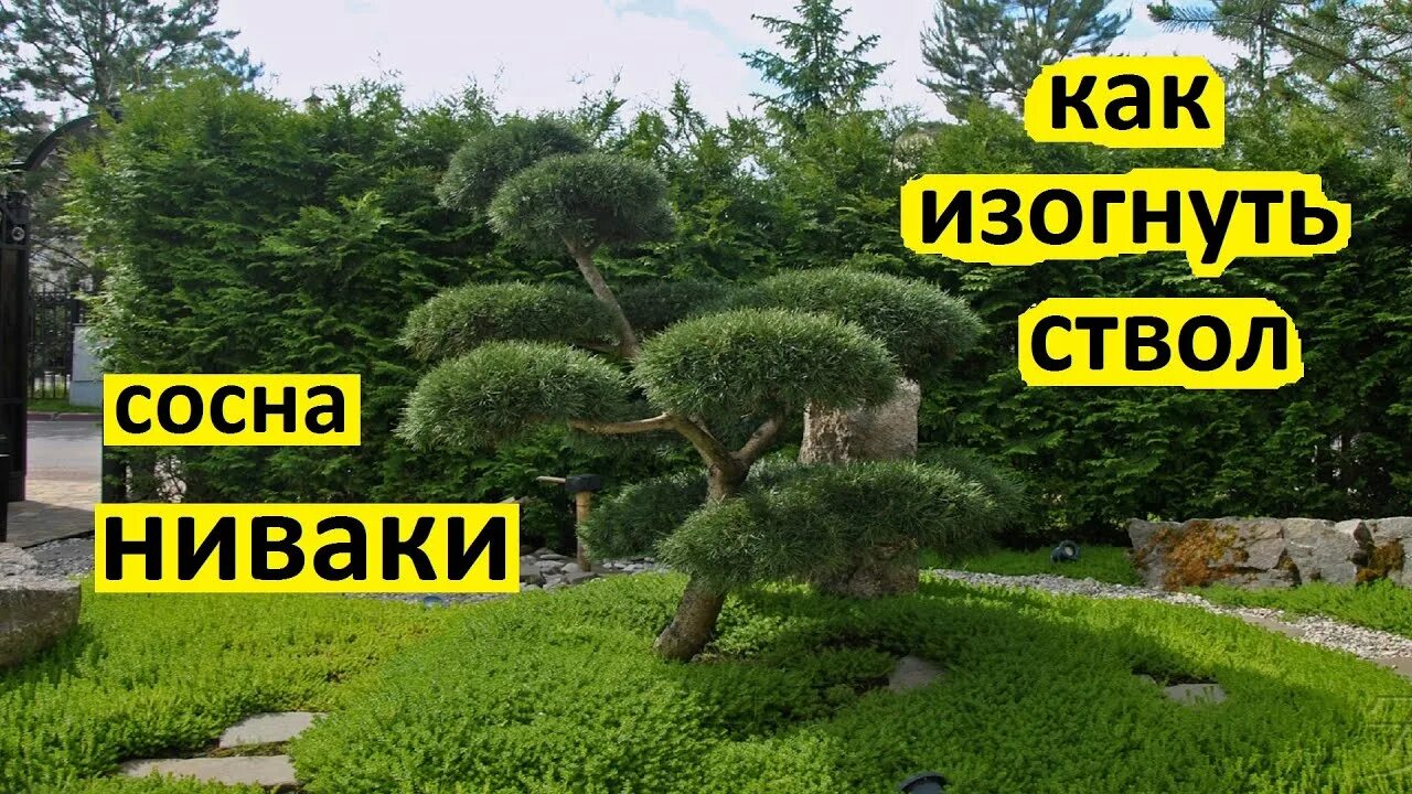 Ниваки из сосны обыкновенной своими руками схема Как сформировать сосну ниваки с изогнутым стволом. Стили сосны ниваки: сякан или