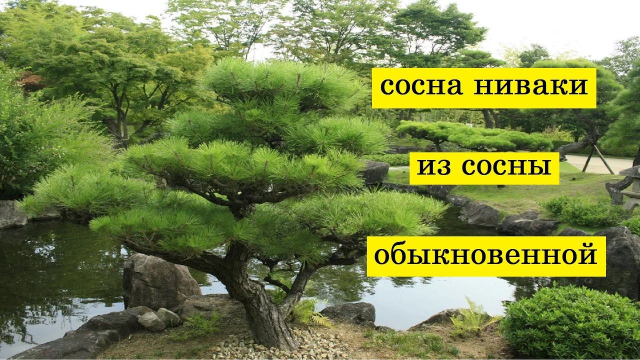 Ниваки из сосны обыкновенной своими руками схема Как сформировать сосну ниваки из сосны обыкновенной и устроить сад ниваки на дач