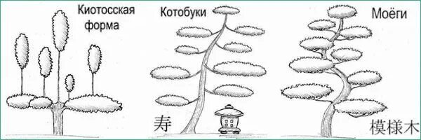 Ниваки из сосны обыкновенной своими руками схема Стили ниваки - Киотосская форма, Котобуки, Моёги Бонсай, Стиль, Японский сад