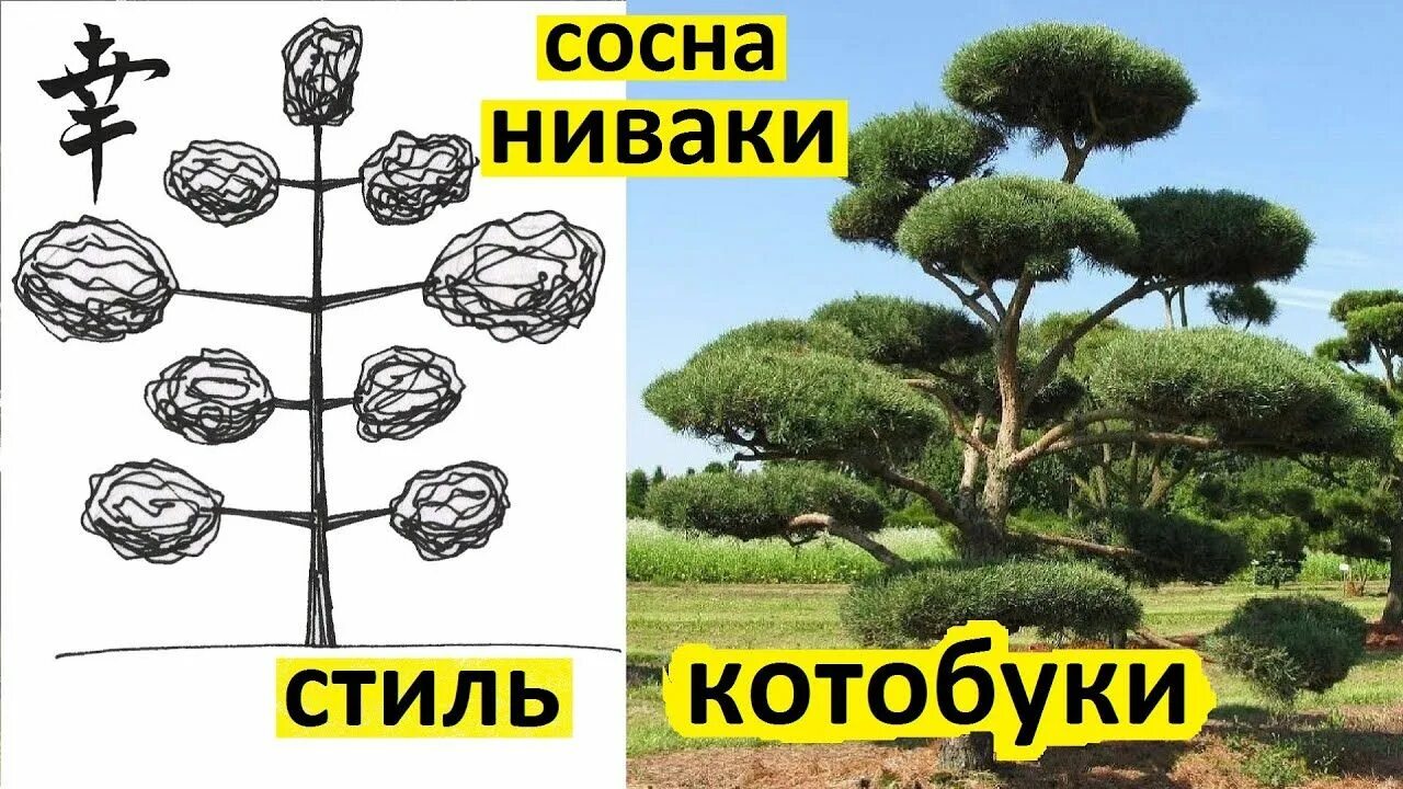 Ниваки из сосны обыкновенной своими руками схема Как сформировать и подстричь сосну ниваки в стиле котобуки. Сосна ниваки своими 