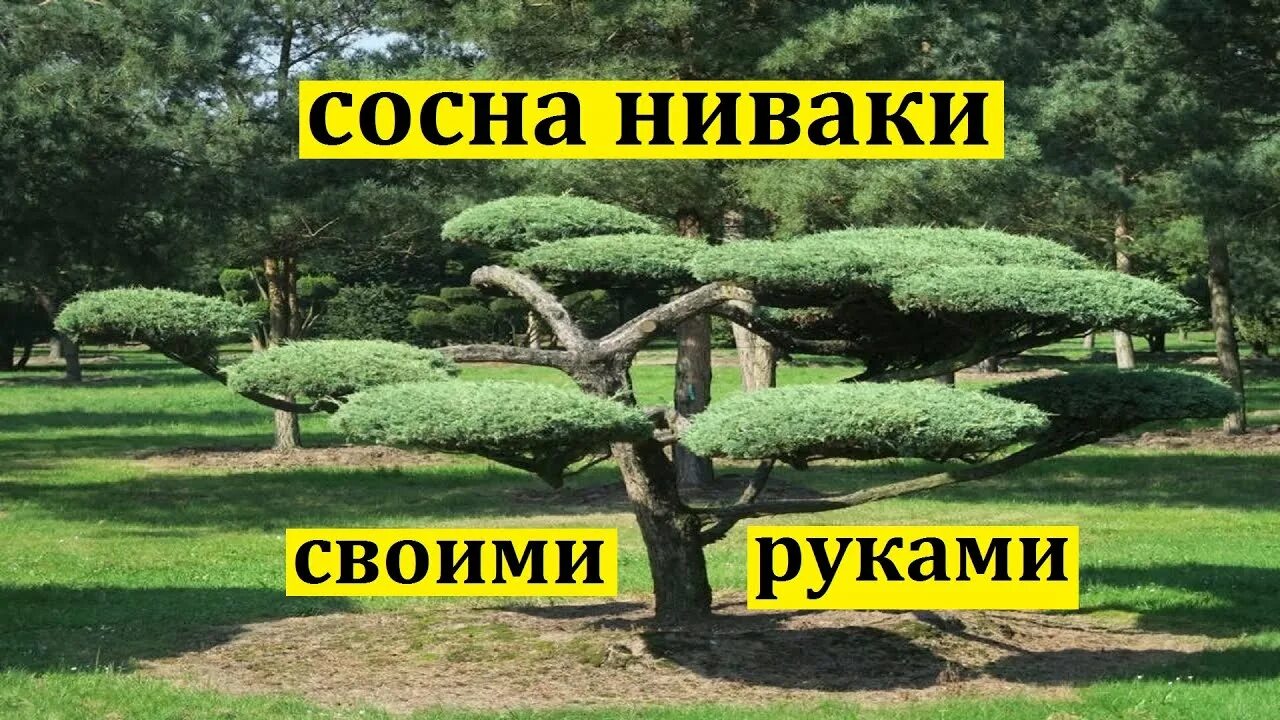 Ниваки из сосны обыкновенной своими руками схема Как сформировать скелет сосны ниваки. Изгибаем и фиксируем ветки сосны ниваки. -