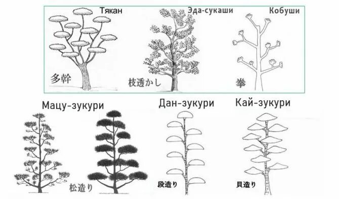 Ниваки из сосны обыкновенной своими руками схема Ниваки из сосны: формирование кроны своими руками, мастер-класс по обрезке горно