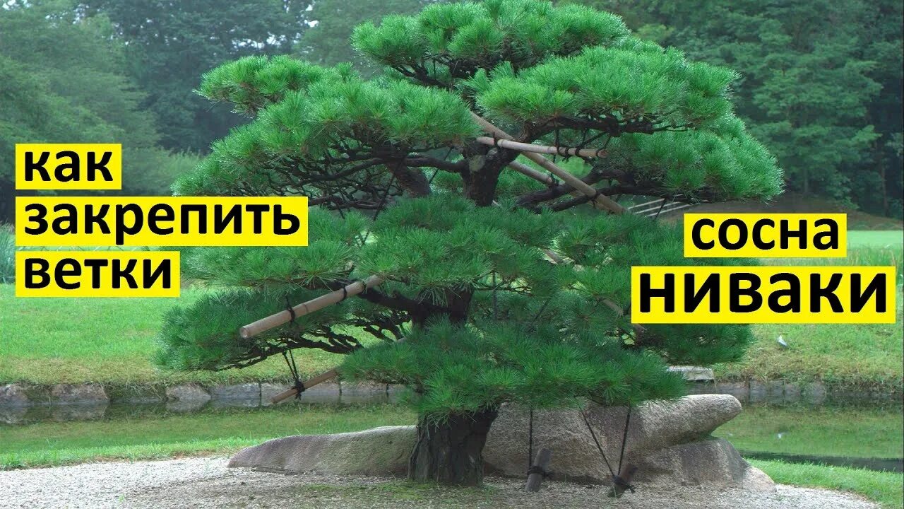 Ниваки из сосны обыкновенной своими руками схема Как закрепить ветки сосны ниваки в каркас лигатуру. Сосна ниваки своими руками. 