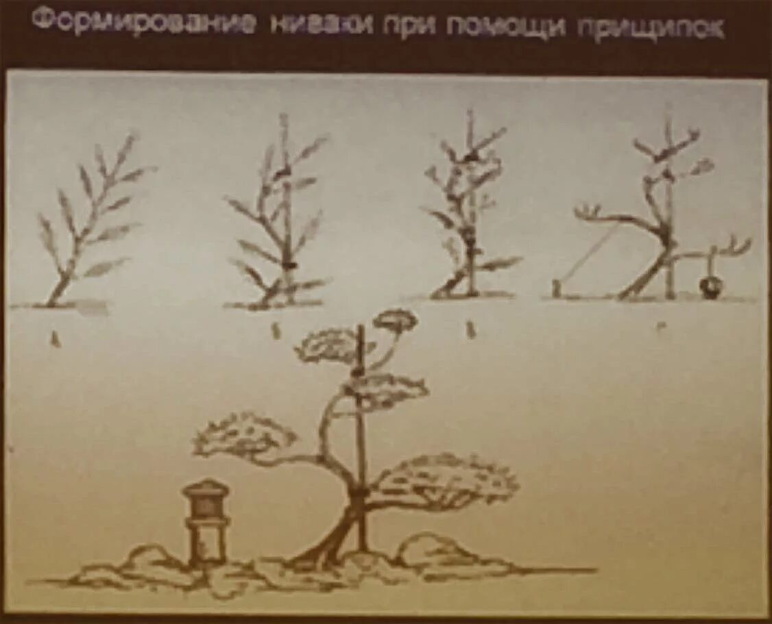 Ниваки из сосны обыкновенной своими руками схема Ниваки из сосны обыкновенной своими руками схема фото - PwCalc.ru