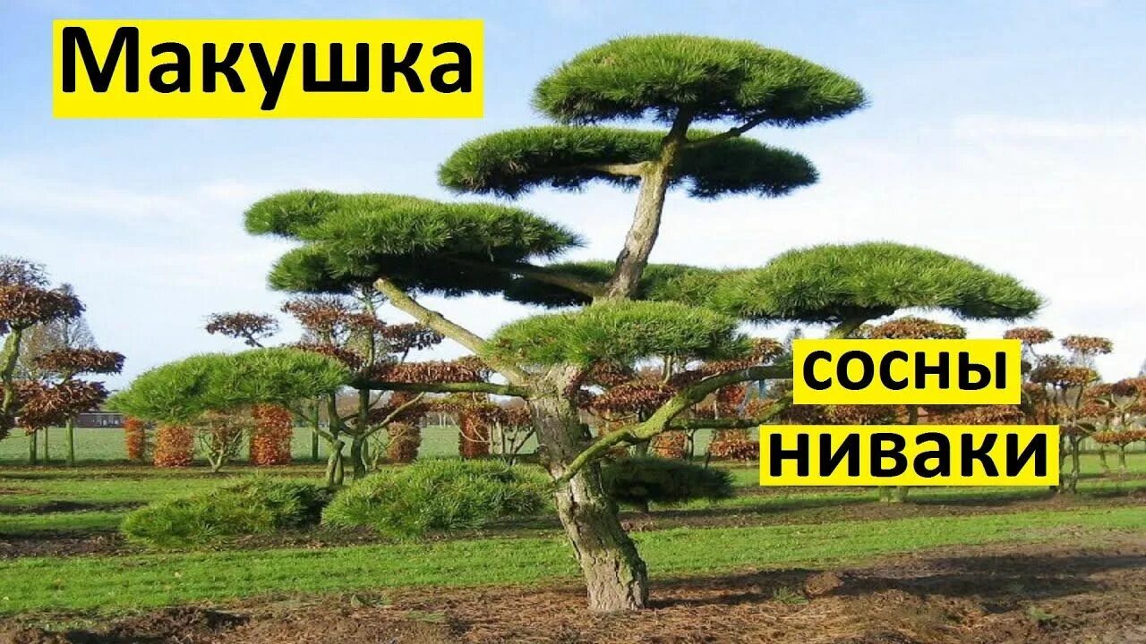 Ниваки из сосны обыкновенной своими руками схема Как сформировать макушку сосны ниваки. 3 вида макушек ниваки из сосны. Ландшафт,