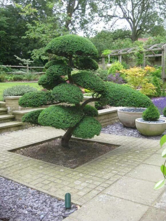 Ниваки в ландшафтном дизайне Camellia sasanqua in japanese garden cloud pruning - Google Search #JapaneseGard