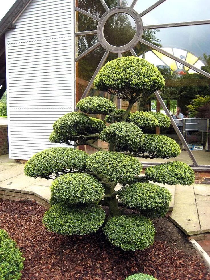 Ниваки в ландшафтном дизайне Arbres Nuages japonais Acheter Vos Arbres chez le spécialiste du Jardin Zen fran