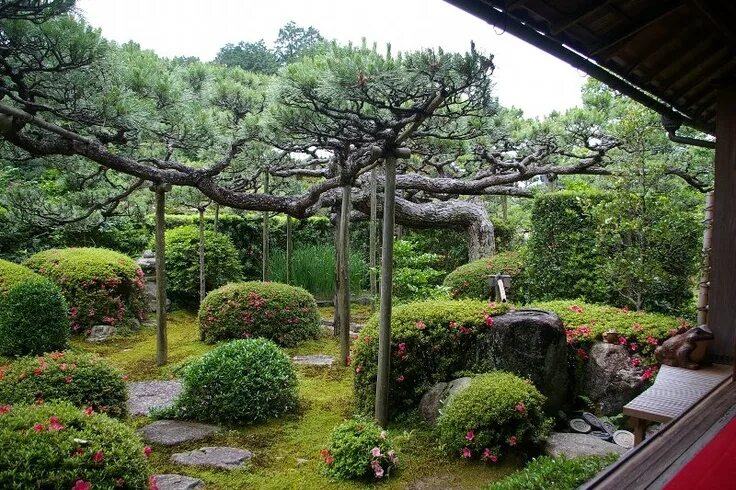 Ниваки в ландшафтном дизайне nice black pine Japanese garden, Garden view, Garden arch