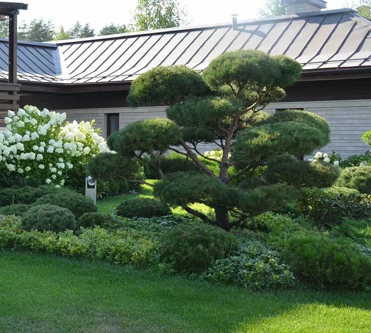 Ниваки в ландшафтном дизайне Резиденция Рублево Japanese garden design, Garden planning, Landscape design