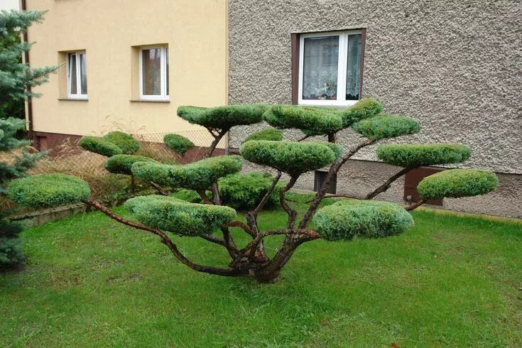 Ниваки в ландшафтном дизайне фото Formowanie iglaków. Zdradzamy tajemnice ich przycinania Giardino, Design giardin
