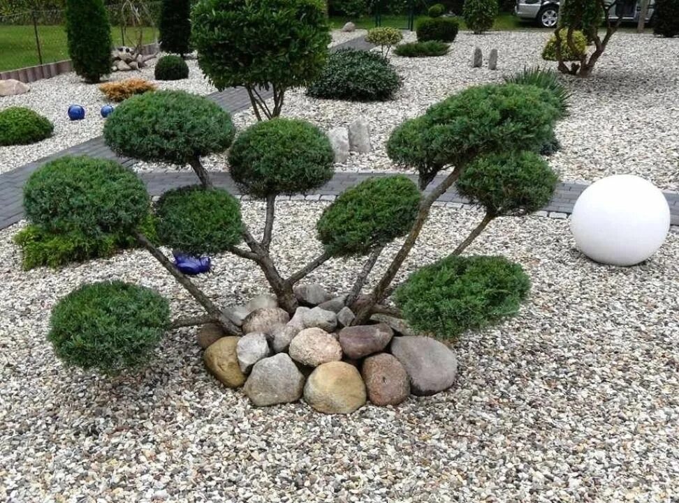 Ниваки в ландшафтном дизайне фото Rock Garden with Small Trees