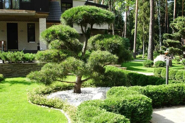 Ниваки в ландшафтном дизайне фото 75 Asian Front Yard Landscaping Ideas You'll Love - March, 2024 Front yard lands