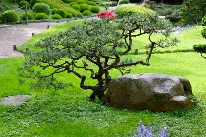 Ниваки в ландшафтном дизайне фото Les deux jardins japonais du musée Albert-Kahn - SO MANY PARIS Jardin japonais, 