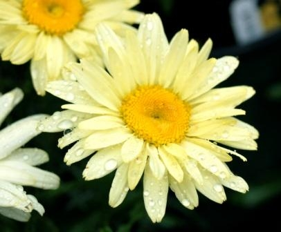Нивяник банана крем фото Leucanthemum Banana Cream - 14cm pot Banana cream, Specimen trees, Perennials