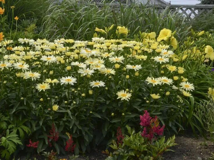 Нивяник банана крем фото Luna leucanthemum Species: x superbum Zone: 5 - 9 Bloom Start To End: Early Summ