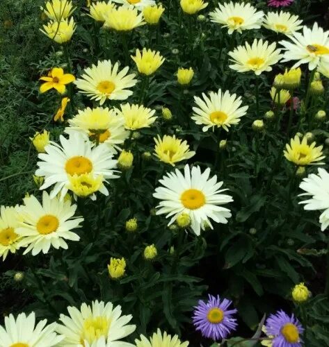 Нивяник банана крем фото Leucanthemum superbum 'Banana Cream' Farmyard Nurseries