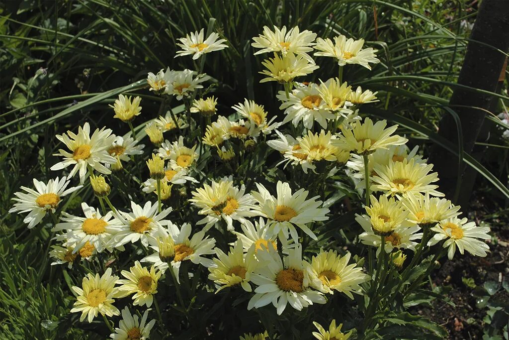 Нивяник банана крем фото Нивяник великолепный Бродвей Лайтс (Leucanthemum superbum Broadway Lights) - Пит