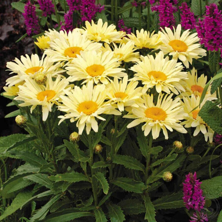 Нивяник банана крем фото Нивяник великолепный Банана Крим (Leucanthemum superbum Banana Cream) купить в М