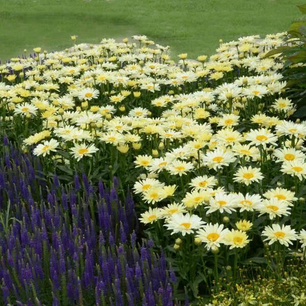 Нивяник банана крем фото Leucanthemum 'Banana Cream' - Beautiful White and Yellow Flowers