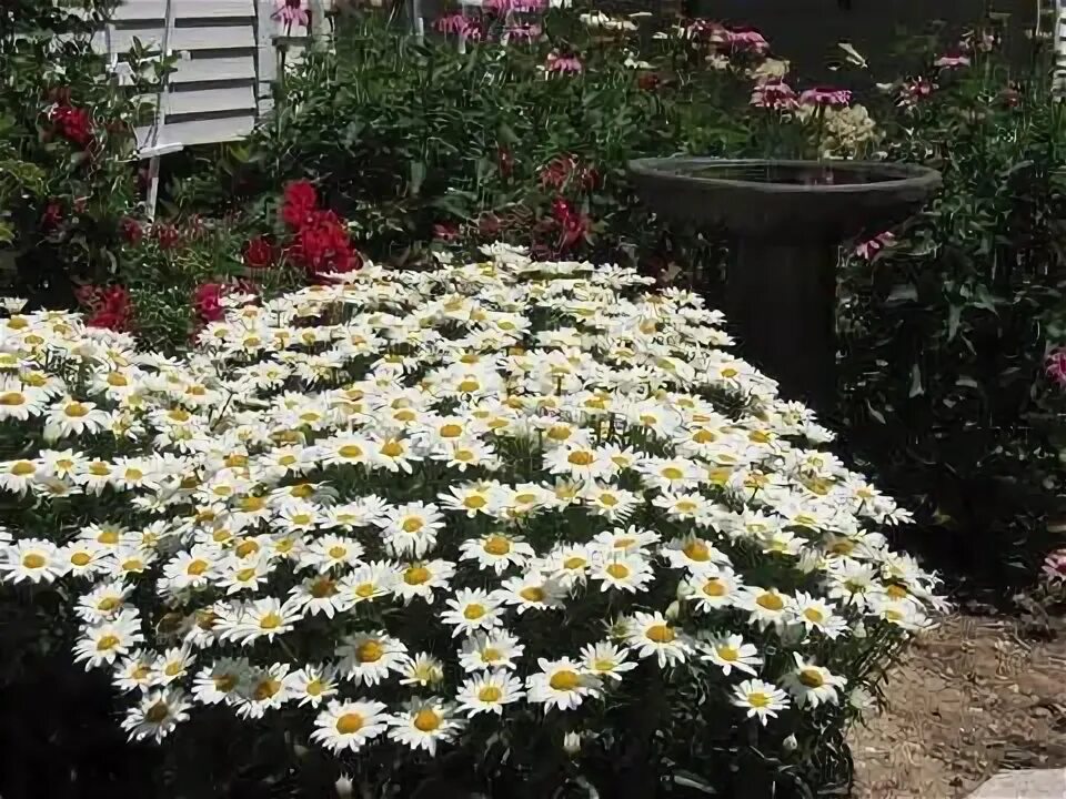 Нивяник фото на клумбе shasta daisy - Yahoo Image Search Results Perennial flowering plants, Planting f