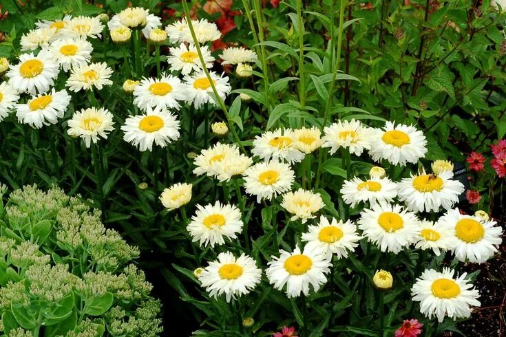 Нивяник фото на клумбе Best Perennials, Leucanthemum 'Bridal Bouquet' (Shasta Daisy) Best perennials, P
