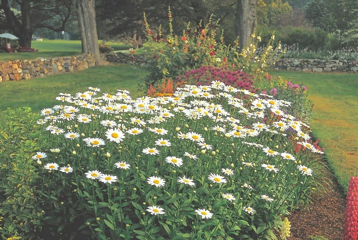 Нивяник фото на клумбе All About Shasta Daisies Shasta daisies, White flower farm, Pollinator garden