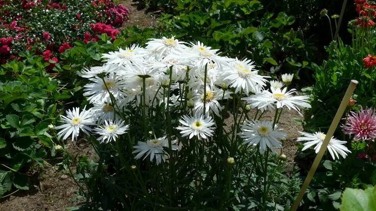 Нивяник фото на клумбе Нивяник садовый фото клумбы Plants, Garden
