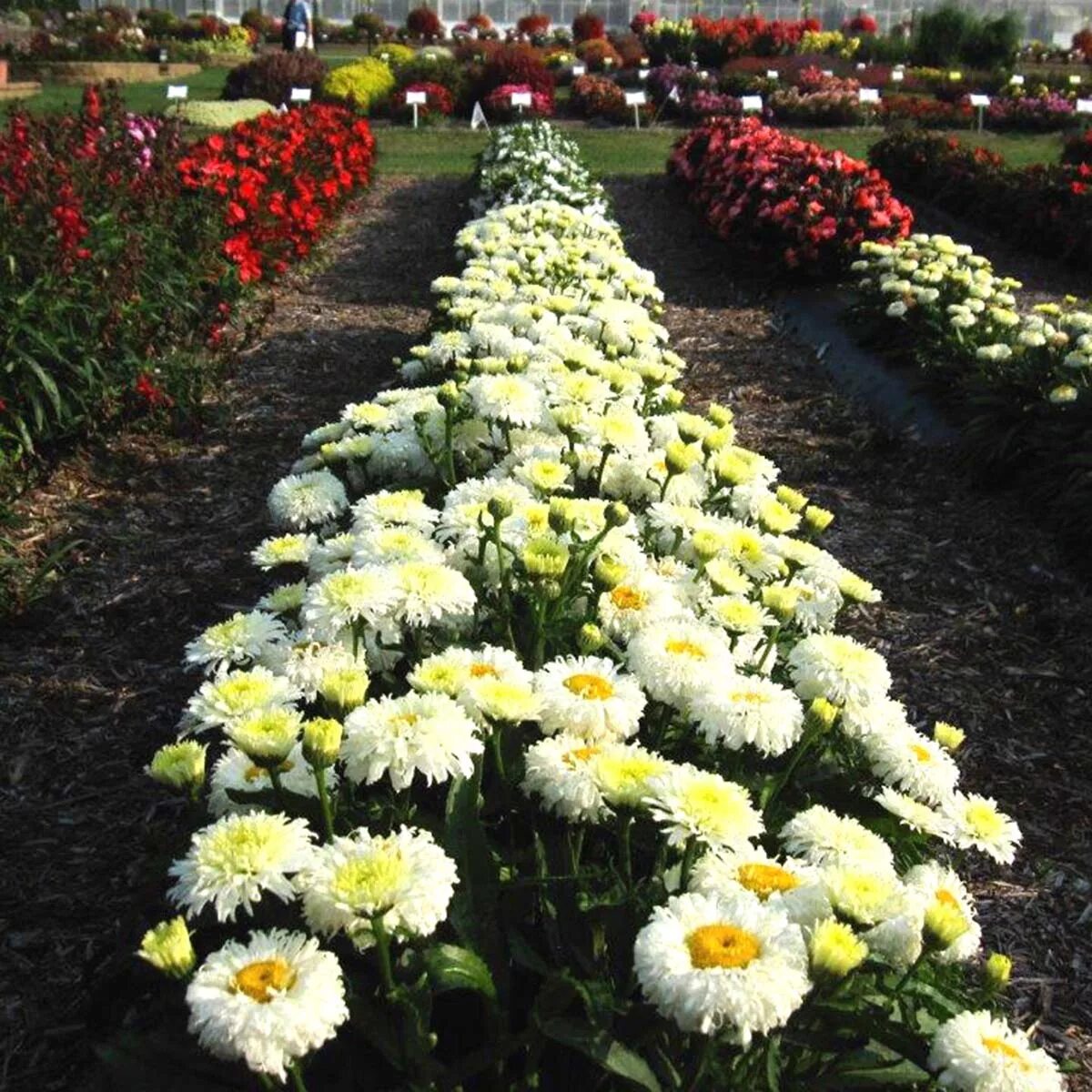 Нивяник фото на клумбе Leucanthemum 'Macaroon' TERRA NOVA ® Nurseries, Inc.