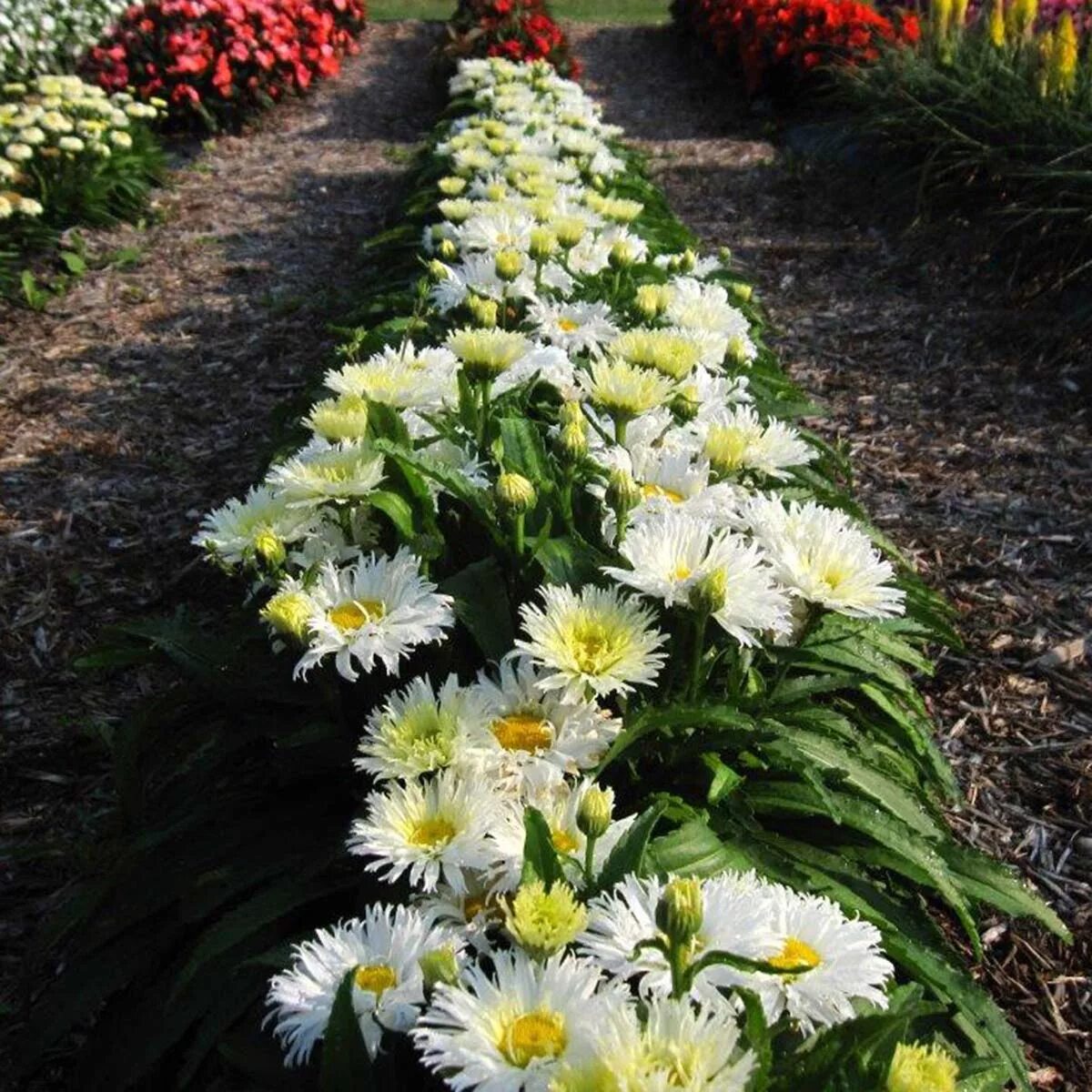 Нивяник фото на клумбе аляска крупноцветковый Leucanthemum 'Belgian Lace' TERRA NOVA ® Nurseries, Inc.