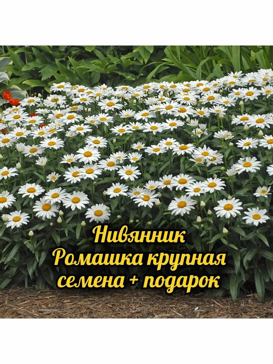 Нивяник фото на клумбе аляска крупноцветковый Нивянник (ромашка крупная) семена + подарок Крым Море 174815785 купить за 208 ₽ 