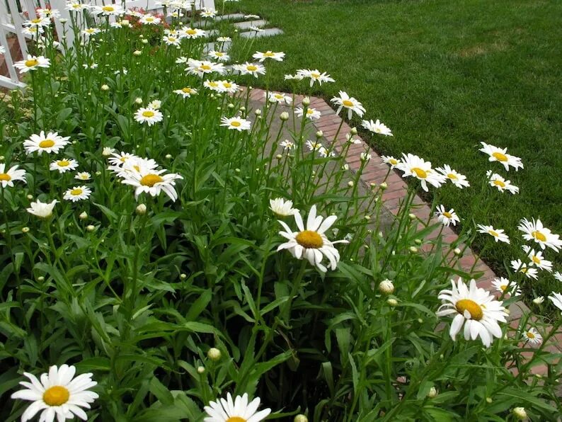 Нивяник фото на клумбе аляска крупноцветковый 50 SHASTA DAISY Leucanthemum x superbum Alaska / Perennial / Etsy