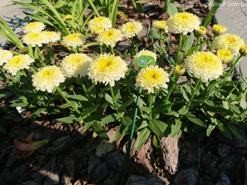 Нивяник луна фото ᐅ Нивяник "Луна" (Leucanthemum x superbum "Luna") купить по цене производителя ✓