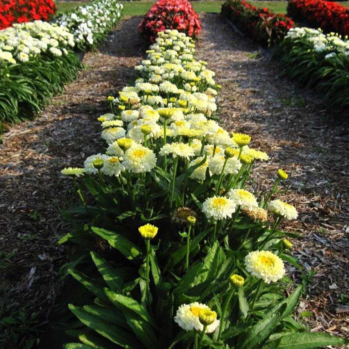Нивяник луна фото Leucanthemum 'Luna' TERRA NOVA ® Nurseries, Inc.