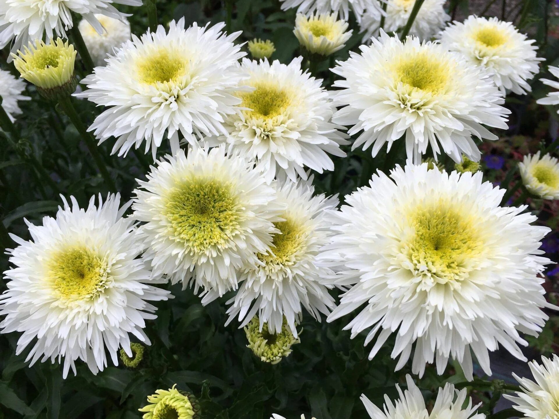 Нивяник луна описание фото Нивяник наибольший (Leucanthemum maximum Crazy Daisy)