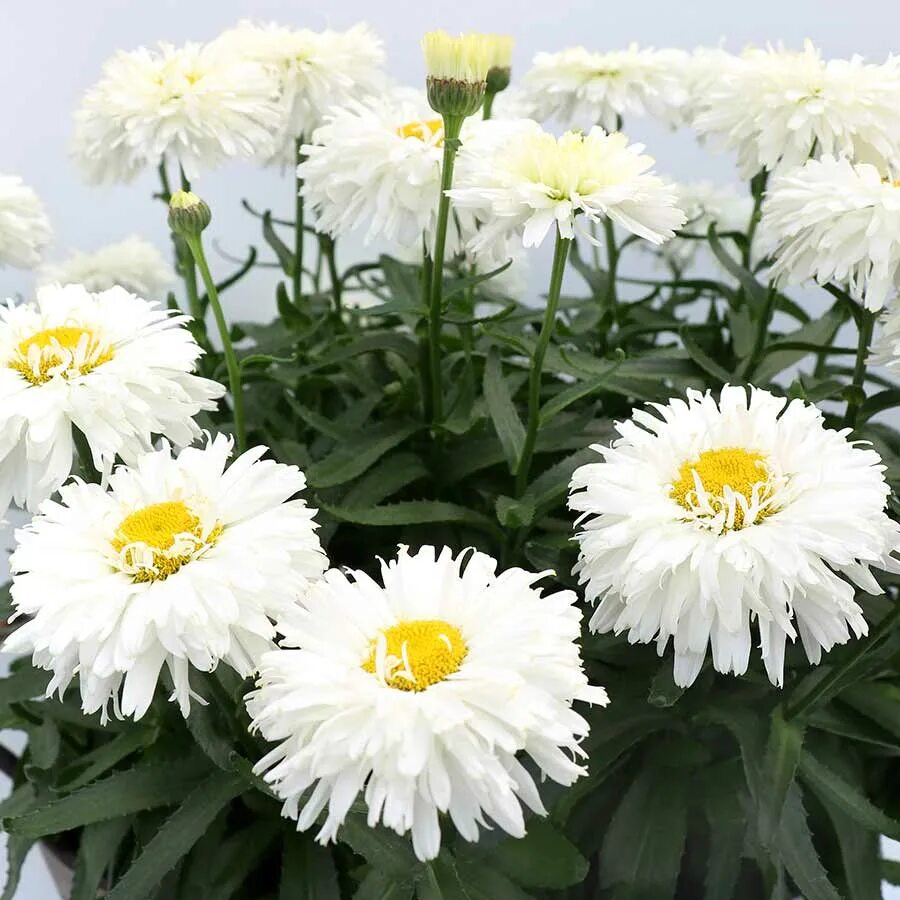 Нивяник луна описание фото Леукантемум нивяник Макарун Leucanthemum superbum Macaroon - купить многолетники