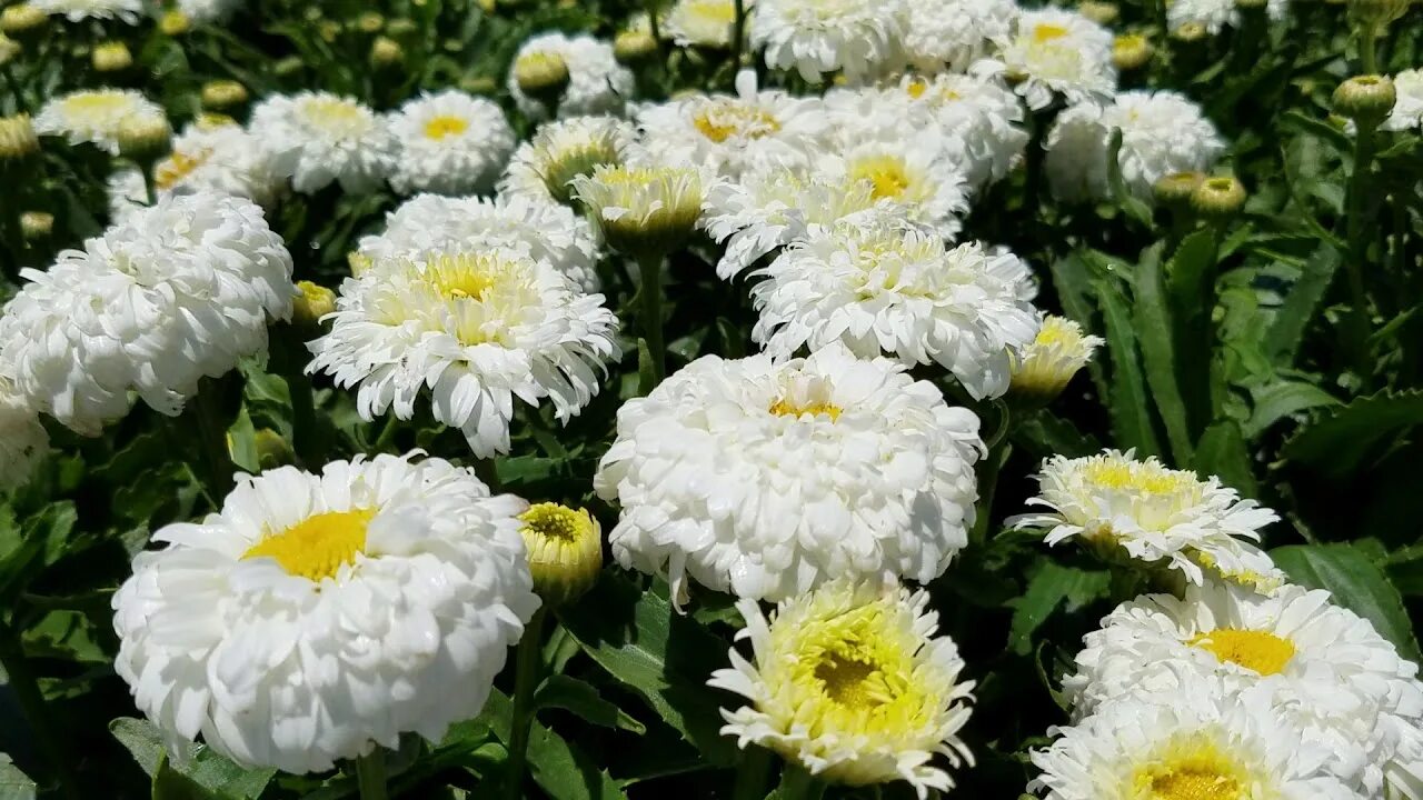 Нивяник луна описание фото Leucanthemum Macaroon - YouTube