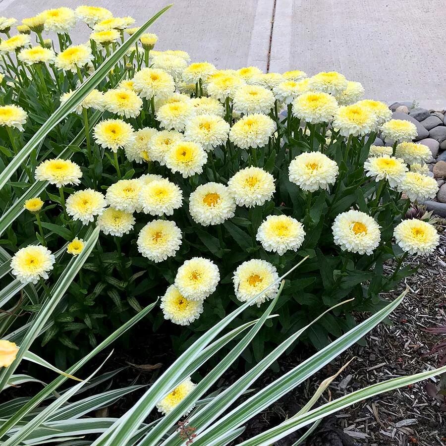 Нивяник луна описание фото Leucanthemum 'Luna' TERRA NOVA ® Nurseries, Inc.