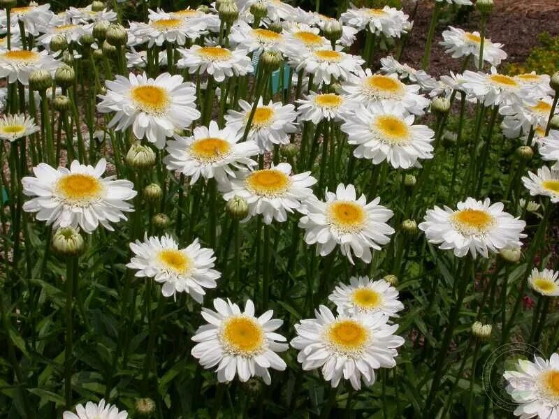 Нивяник майфилд фото на клумбе Нивяник великолепный Санни Сайд Ап (Leucanthemum superbum Sunny Side Up) купить 