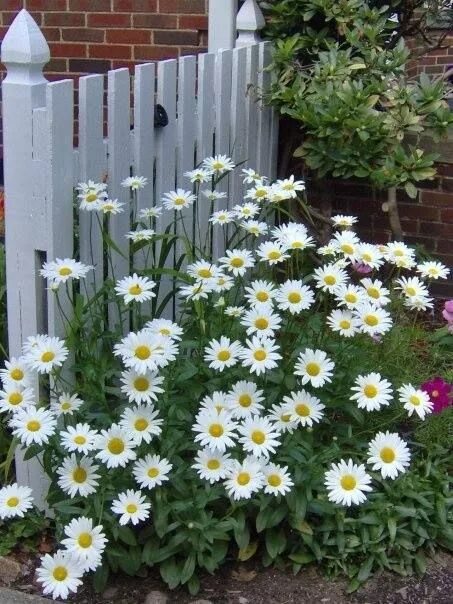 Нивяник обыкновенный фото на клумбе Pin em whoopsie daisey... Plantas perenes, Flores margaridas, Margaridas