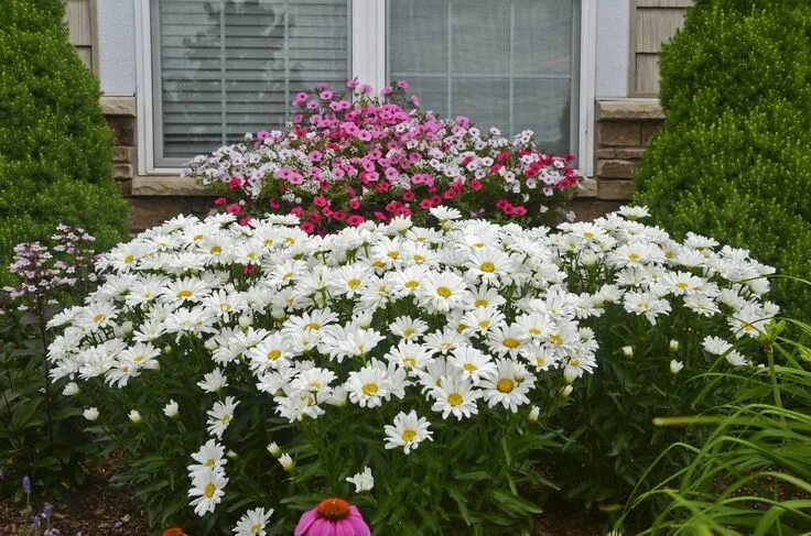 Нивяник обыкновенный фото на клумбе Daisy May ® - Shasta Daisy - Leucanthemum Proven Winners Shasta daisies, Daisy m