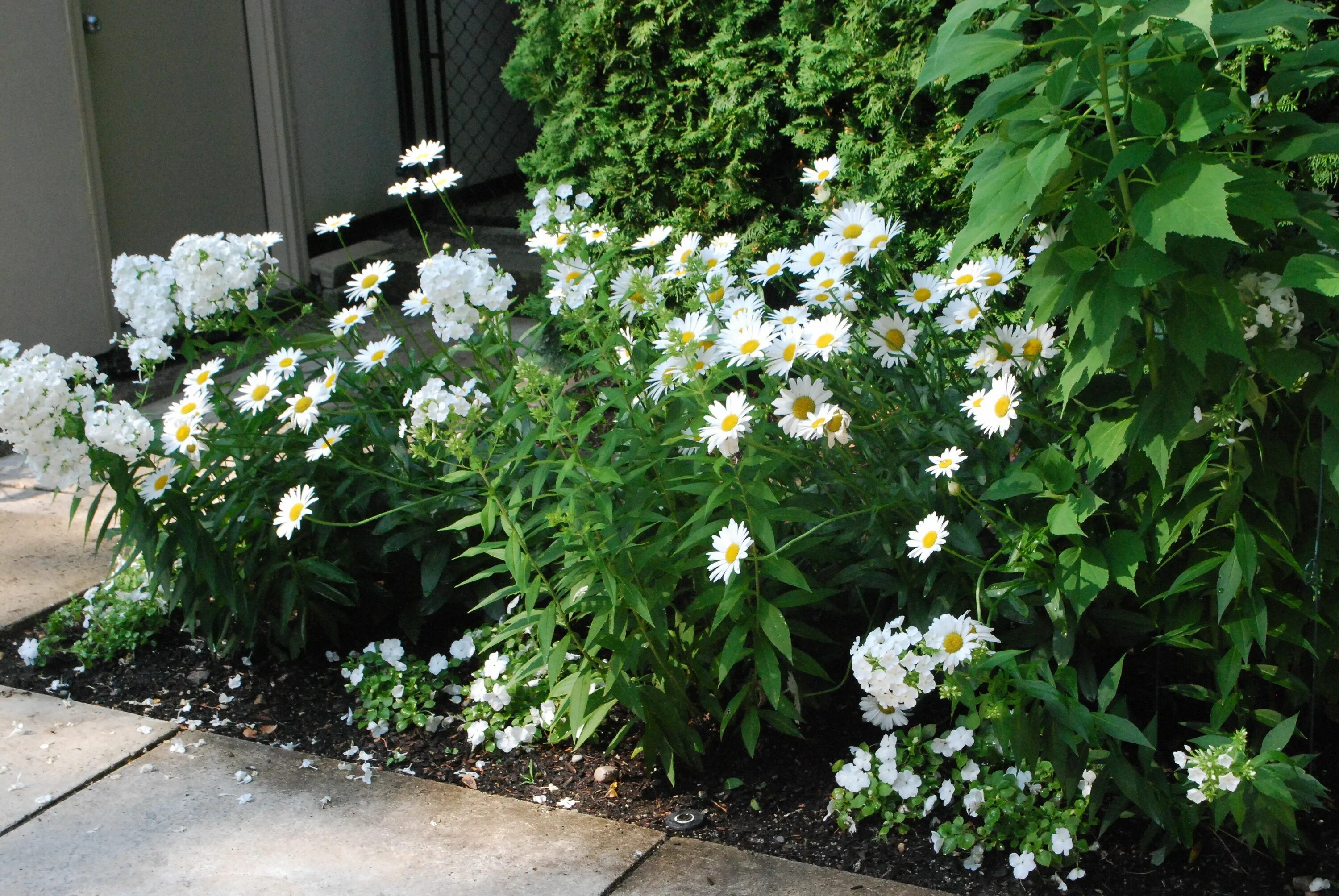 Нивяник обыкновенный фото на клумбе Shade perennials, White gardens, Shade flowers