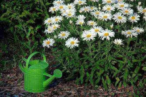 Нивяник посадка и уход фото нивяник лучшие сорта Flowers, Garden, Plants