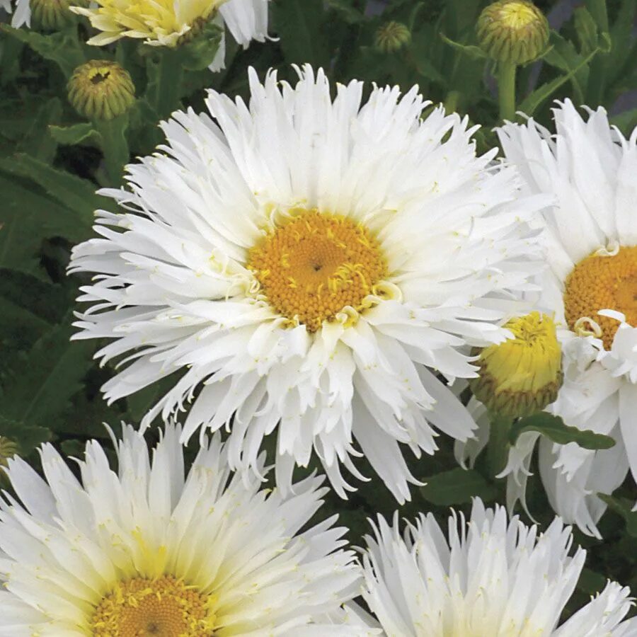 Нивяник семена фото Leucanthemum 'Belgian Lace' Little plants, Perennials, Bloom