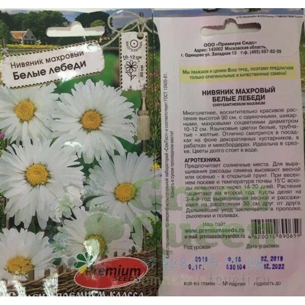 Нивяник семена фото Нивяник семена - CormanStroy.ru