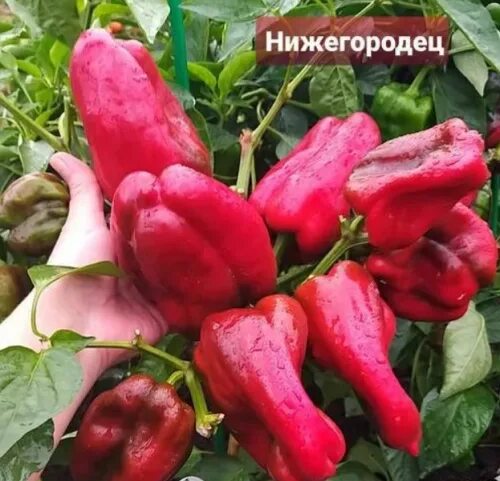 Нижегородец перец отзывы фото описание Перец Нижегородец. Сорнячок.net